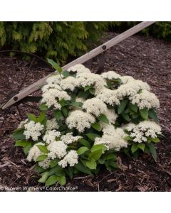 Viburnum, Cassinoides 'Lil’ Ditty®'