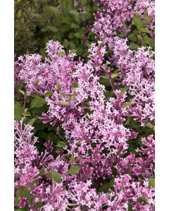 Syringa, Lilac 'Bloomerang® Dwarf Purple'