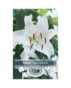 Lilium, Fragrant Lily 'Casa Blanca'