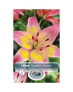 Lilium, Asiatic Lily 'Rosella's Dream'