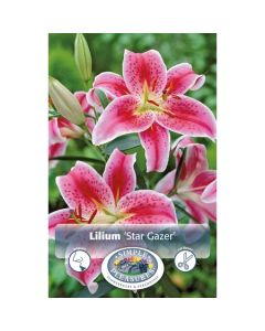 Lilium, Fragrant Lily 'Stargazer'