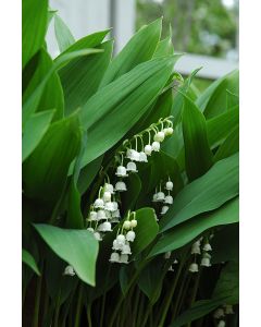 Convallaria, Lily Of The Valley