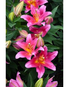 Lilium, Oriental Lily 'Stargazer'