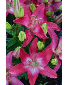 Lilium, Dwarf Asiatic Lily 'Tiny® Diamond'