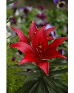 Lilium, Dwarf Asiatic Lily 'Tiny® Ghost'