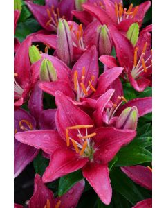 Lilium, Dwarf Asiatic Lily 'Tiny® Pearl'