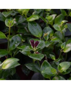 Aeschynanthus Radicans, Lipstick Plant 'Black Pagoda'