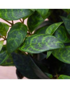 Aeschynanthus Radicans, Lipstick Plant 'Black Pagoda'