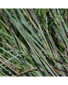 Schizachyrium, Little Bluestem 'Minnesota Native'