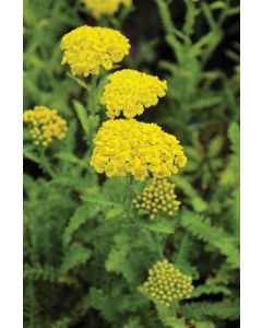 Achillea, Compact Yarrow 'Little Moonshine'