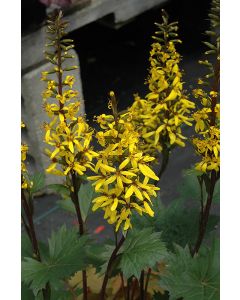 Ligularia, Rocket 'Little Rocket'