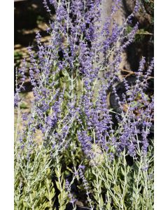 Perovskia, Russian Sage 'Little Spire'
