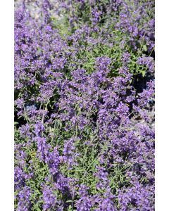 Nepeta, Dwarf Hybrid Catmint 'Little Trudy®'