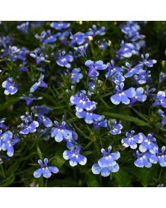 Lobelia, Trailing 'Magadi™ Blue Bay'