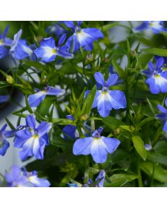 Lobelia, Trailing 'Blue'