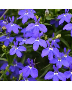 Lobelia, Trailing 'Riviera Midnight Blue'