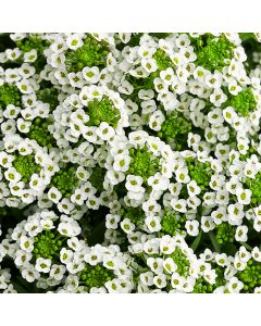 Lobularia, Alyssum 'Stream™ White'