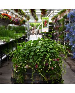 Lophospermum, Creeping Gloxinia 'Compact Rose' Hanging Basket