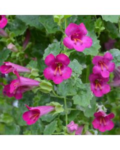 Lophospermum, Creeping Gloxinia 'Compact Rose'
