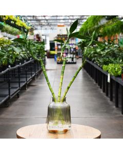 Dracaena Sanderiana, Lucky Bamboo 'Strait Stem'