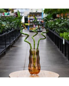 Dracaena Sanderiana, Lucky Bamboo 'Twists'