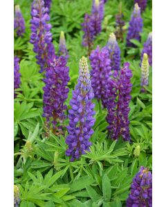 Lupinus, Dwarf Lupine 'Mini Gallery™ Blue'