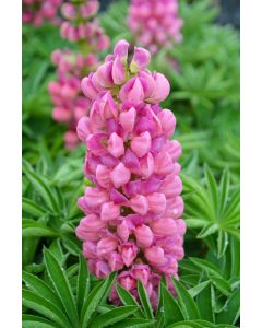 Lupinus, Dwarf Lupine 'Mini Gallery™ Pink'
