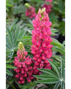 Lupinus, Dwarf Lupine 'Mini Gallery™ Red'