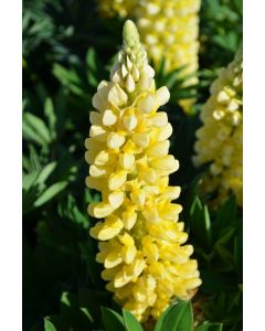 Lupinus, Dwarf Lupine 'Mini Gallery™ Yellow'
