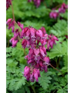 Dicentra, Fernleaf Bleeding Heart 'Luxuriant'