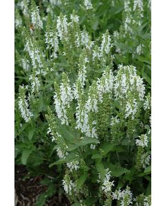 Salvia, Woodland Sage 'Lyrical™ White'