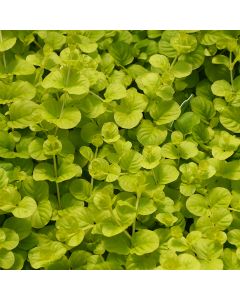 Lysmachia, Creeping Jenny 'Goldilocks' (early spring crop)