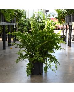 Nephrolepis Biserrata 'Macho Fern'