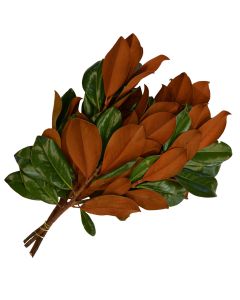 Magnolia Leaves