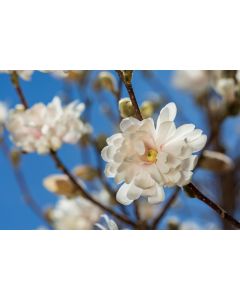 Magnolia, Star Magnolia 'First Editions® Centennial Blush'