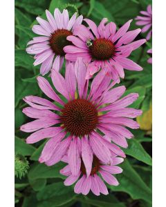 Echinacea, Purple Coneflower 'Magnus'