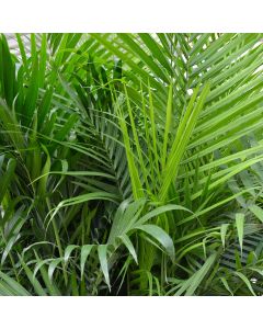 Ravenea Rivularis 'Majesty Palm'
