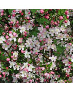 Malus, Flowering Crabapple 'Pink Sparkles®' (Large Sizes)