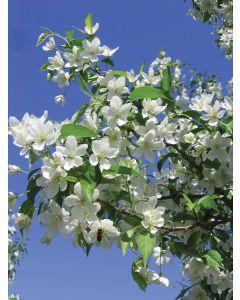 Malus, Flowering Crabapple 'Starlite®'
