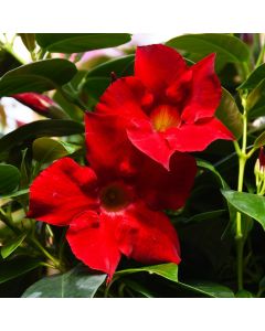 Mandevilla, Dipladenia Summerstar® 'Red'