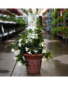 Mandevilla 'White' Patio Planter with Trellis