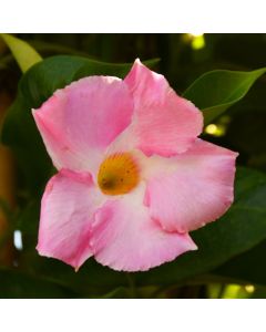 Mandevilla, Giant 'Pink'