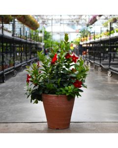 Mandevilla 'Red' Patio Planter