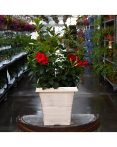 Mandevilla Mix Patio Tub