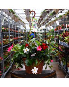 Mandevilla Mix Hanging Basket