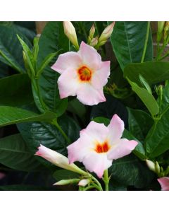 Mandevilla, Giant 'Peach'