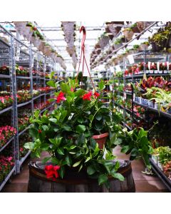 Mandevilla 'Pink' Hanging Basket