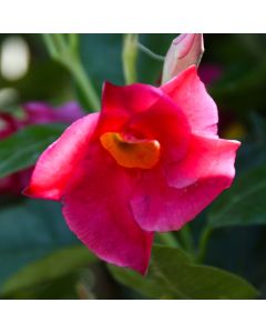 Mandevilla 'Raspberry Kiss'