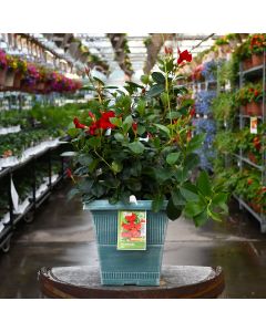 Mandevilla 'Red' Patio Planter