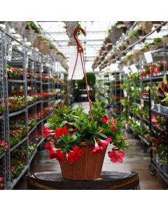 Mandevilla 'Red' Hanging Basket